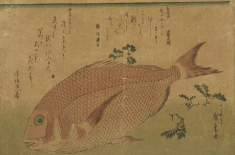 Red Carp (Wedding Fish), ("Fish" series)